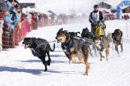 Lenk 2013